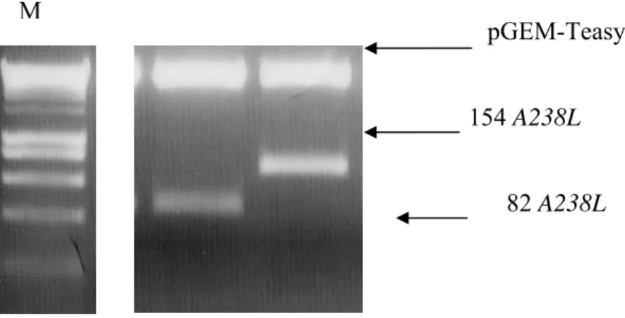 Figura 12 – Resultado da reacção de restrição com a enzima EcoR I dos fragmentos 154 A238L  (462pb) e 82 A238L (246pb), a partir do vector pGEM-Teasy