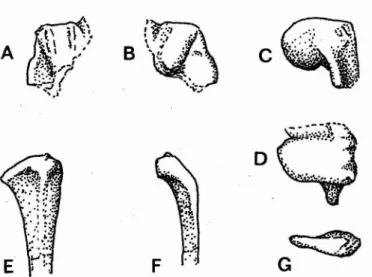 Fig. 2 - Fluviatilavis antunesi sp. nov. Distolateral end of right humerus. Views - A anconal