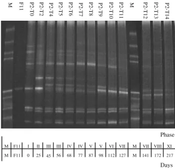 Fig. 5 DGGE community fingerprints of the UFBR population. Gel lanes contain PCR-amplified bacterial 16S rDNA fragments from a top sampling point and b bottom sampling point, collected at different time points