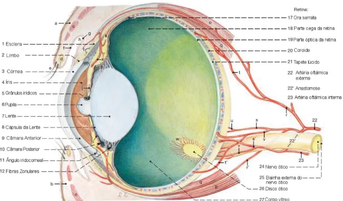 Figura 1 - Anatomia do Olho Equino (adaptado de Budras, Sack, Rock, Horowitz &amp; Berg, 2009) 