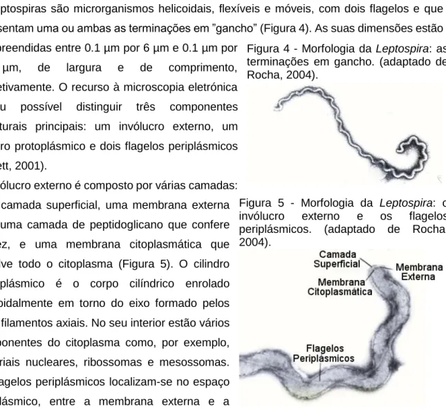 Figura  5  -  Morfologia  da  Leptospira:  o  invólucro  externo  e  os  flagelos  periplásmicos
