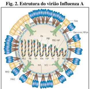 Fig. 1. Morfologia do vírus Influenza A             Fig. 2. Estrutura do virião Influenza A 