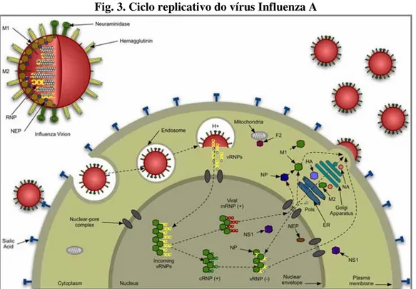 Fig. 3. Ciclo replicativo do vírus Influenza A 