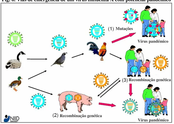 Fig. 6. Vias de emergência de um vírus Influenza A com potencial pandémico 
