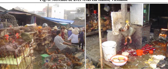 Fig. 8. Mercado de aves vivas em Hanoi, Vietname 