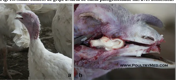 Fig. 10. Sinais clínicos de gripe aviária de baixa patogenicidade nas aves domésticas 