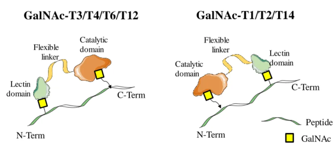 Figure 2.1.5 – Schematic representation of preferences of two GalNAc-Ts groups. 
