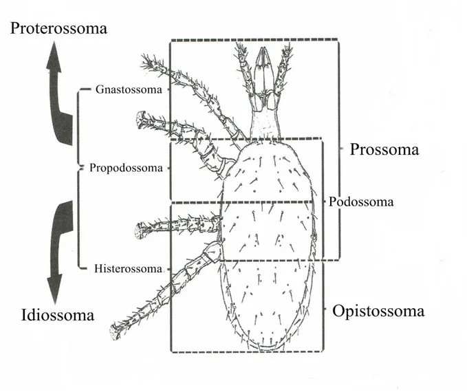 Figura  1.1  –  Anatomia  externa  de  Acari.  Grandes  divisões  corporais  em  Macrocheles  merdarius  Berlese  (Mesostigmata,  Macrochelidae) (Modificado de Krantz e Walter 2009)