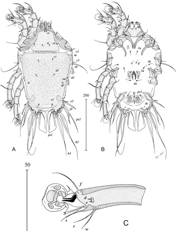 Figura 3.7 – Lopharalichus beckeri sp. n., macho. (A) Vista dorsal, (B) vista ventral, (C) Tarsus IV