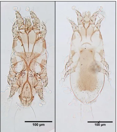 Figura 3.9 – Alloptellus pelecanus (Alloptidae); Macho ♂ -  imagem  da esquerda, Fêmea ♀ - imagem da direita