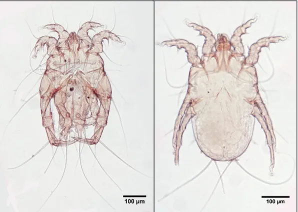 Figura 3.11 - Megninia sp1. (Analgidae); Macho ♂ -  imagem da esquerda, Fêmea ♀ - imagem da direita