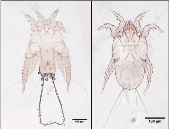 Figura  3.14  -  Megninia sp4.  (Analgidae);  Macho  ♂  -    imagem  da  esquerda,  Fêmea  ♀  -  imagem  da  direita