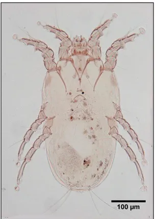 Figura 3.15 - Megninia sp 5. (Analgidae); Macho ♂ -  imagem da esquerda, Fêmea ♀ - imagem da direita