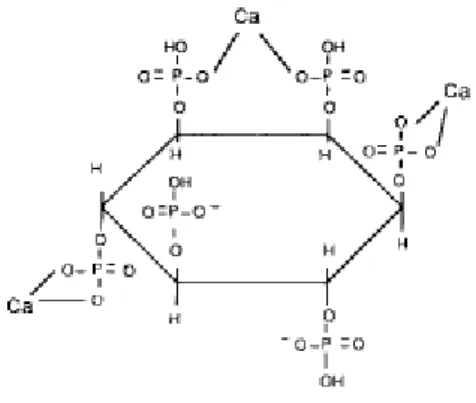 Figure 4 - Représentation de la molécule de phytate et ses possibles liaisons avec le calcium            (d’après Sauveur, 1989) MOLECULES ORGANIQUES  S ELS  MINERAUX 
