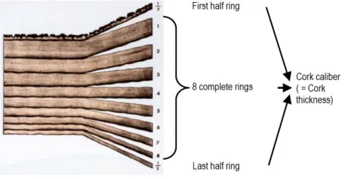 Figure 2: Schematic representation of a cork sample with 9 years, showing the 8 complete cork rings and the 2 half rings (Adapted from  Natividade (1950) and Almeida et al