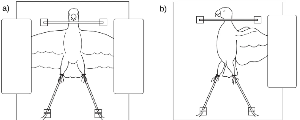Figura 3 – Representação esquemática do posicionamento de uma ave para obtenção das  projecções VD e LL