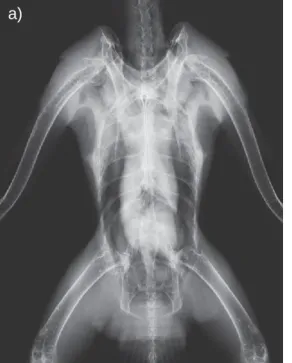 Figura  4  –  Radiografia  em  projecção  VD  de  bútio-de-cauda-vermelha  (adaptado  de  Silverman &amp; Tell, 2010)