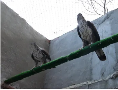 Figura 5 – Casal reprodutor de águia-de-Bonelli nas instalações destinadas ao programa de  reprodução em cativeiro do GREFA