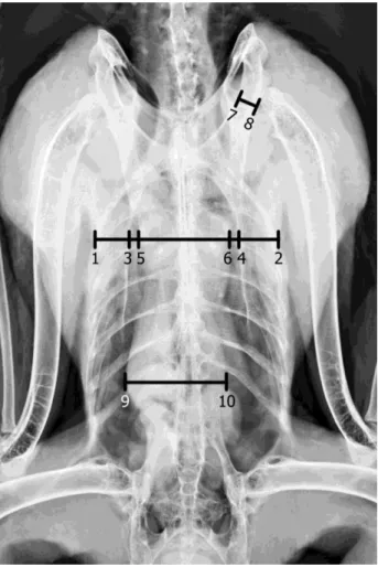 Figura  7  –  Radiografia  em  projecção  VD  de  um  dos  exemplares  de  águia-de-Bonelli,  exemplificando os pontos de medição usados no presente estudo