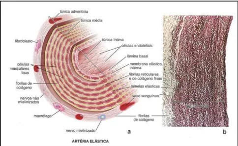 Figura 13 - Aorta-artéria elástica - esquema histológico e fotomicrografia com coloração de resorcina-fucsina de Weigert  (retirado de Ross M