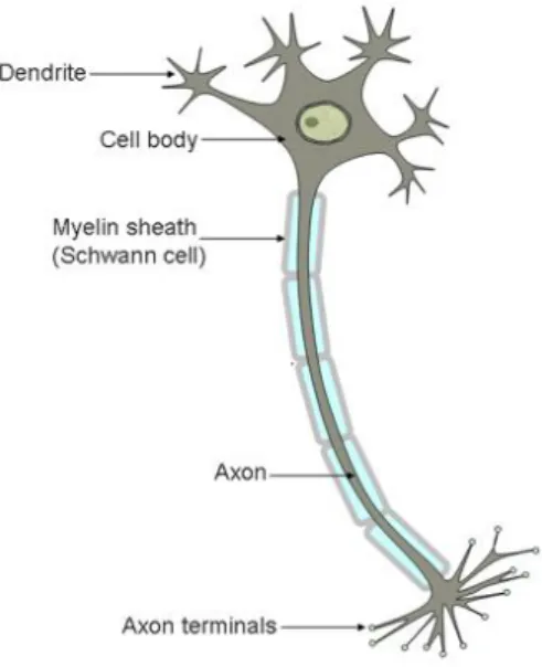 Figure 1 – Illustration of the neuron’s morphology. It can be described considering three parts: 1) cell body, where the majority of  the organelles are located; 2) dendrites, that branch out of the cell body and that receive the stimuli from upstream cell