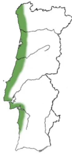 Figura 2 – Zona mais adequada à plantação de Pinus pinaster em Portugal Continental 