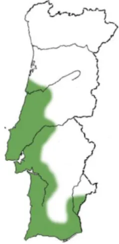 Figura 3 – Zona mais adequada à plantação de Pinus pinea em Portugal Continental 