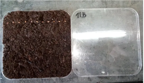 Figura 7 – Caixa de Petri contendo turfa (réplica de controlo) após a colocação das sementes de  agrião para testar a fitotoxicidade