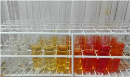 Figure 7. Fractions obtained by dry-column flash chromatography. 