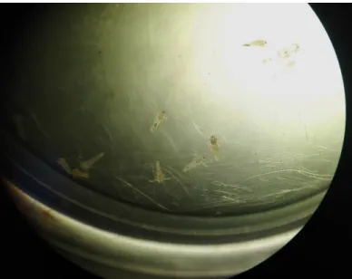 Figure 10. Observation of Artemia salina under the microscope (20x) . 