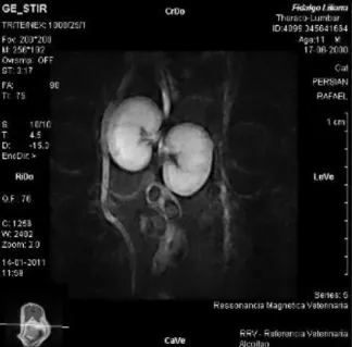 Figura 2. Visualização da estrutura renal bilateral normal por RM em Modo STIR aquando da  realização de um estudo de medula espinhal efectuado num gato Persa de 11 anos, 