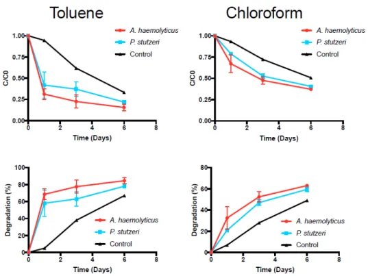 Figure 4. Degradation rates for toluene and chloroform. Data points represent the mean of two  replicates, with the error bar representing the standard deviation