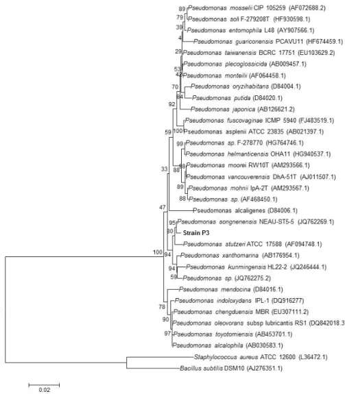 Figure 2. Neighbor-joining phylogenetic tree based on 16S rRNA gene sequences, showing the nearest  neighbors of strain P3