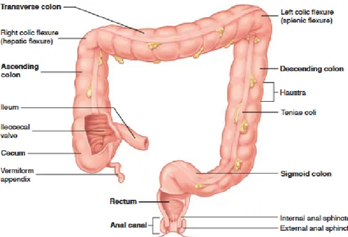 Figura 2.1: Representação do intestino grosso (retirado de Wise (2008)).