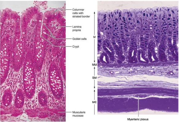 Figura 2.2: Histologia do intestino grosso: Mucosa (M), Mucosa muscular (MM); Sub- Sub-mucosa (SM); Muscular externa (ME) (retirado de Marieb and Hoehn (2007) e Junqueira and Carneiro (2005), respetivamente).