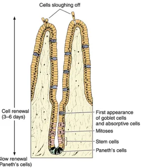 Figura 2.4: Renovação celular no intestino (retirado de Junqueira and Carneiro (2005)).