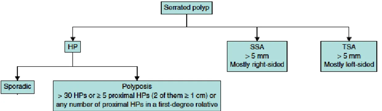 Figura 2.8: Tipos de pólipos serrados (HP - Hyperplastic Polyp; SSA - Sessile Serrated Adenoma; TSA - Traditional Serrated Adenoma) (retirado de Leonard et al