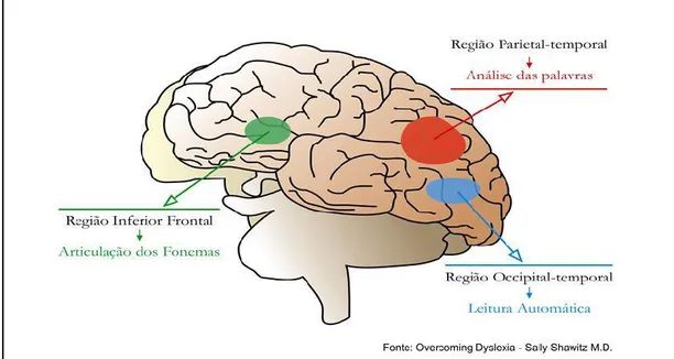 Figura 1. Áreas do hemisfério esquerdo do cérebro e função nas tarefas de leitura   O  sistema  neural  de  leitura  compreende  regiões  no  hemisfério  esquerdo,  com localizações no lobo frontal, na junção temporo-parietal e na junção occipito-temporal