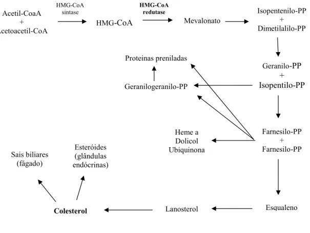 Figura 1: Síntese endógena do colesterol (Adaptado de King, 2010). 