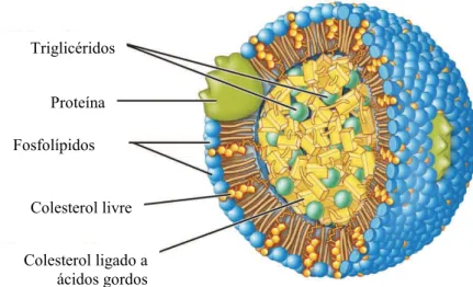 Figura 2: Representação de uma lipoproteína (Adaptado de Patton and Thibodeau, 2010). 