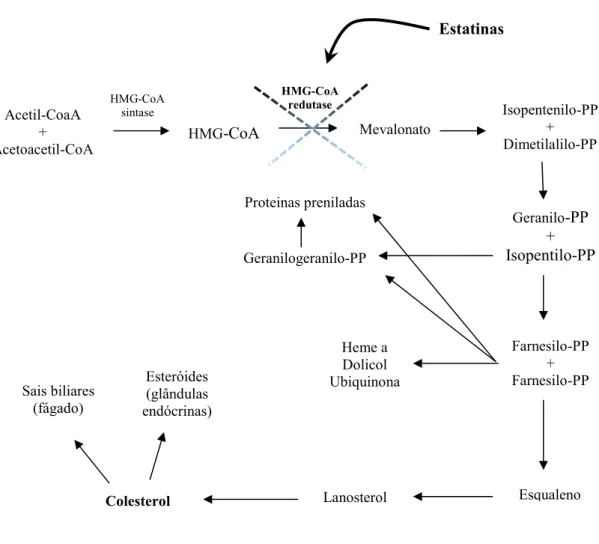 Figura 4: Mecanismo de ação das estatinas (Adaptado de King, 2010) 