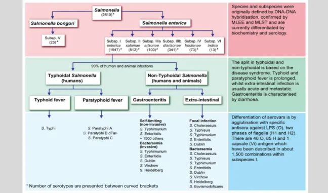 FIGURE  1 – Classification of Salmonella by classical/conventional typing methods and disease syndrome  [adapted from reference (21)]