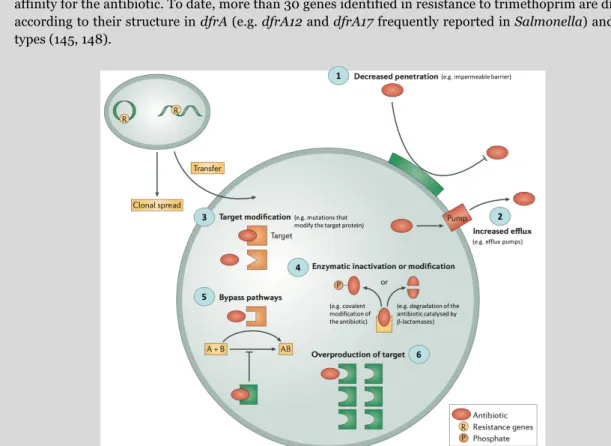 FIGURE 7 – Examples of antimicrobial resistance mechanisms in bacteria [adapted with permission from  reference (149)]