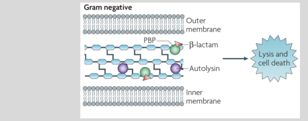 FIGURE 8 – β-lactams target interactions and associated cell death mechanisms [adapted with permission  from reference (147)]