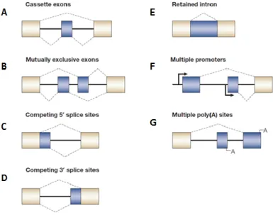 Figure 5. Different modes of alternative splicing. Adapted from (Matlin et al., 2005)
