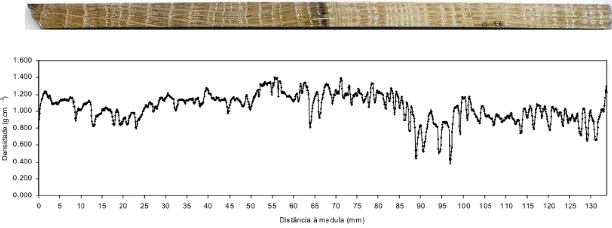 Figura  1  -  Fotografia  da  amostra  radial  de  madeira  de  Quercus  faginea,  obtida  da  árvore  1,  nível  1  e  correspondente perfil microdensitométrico 