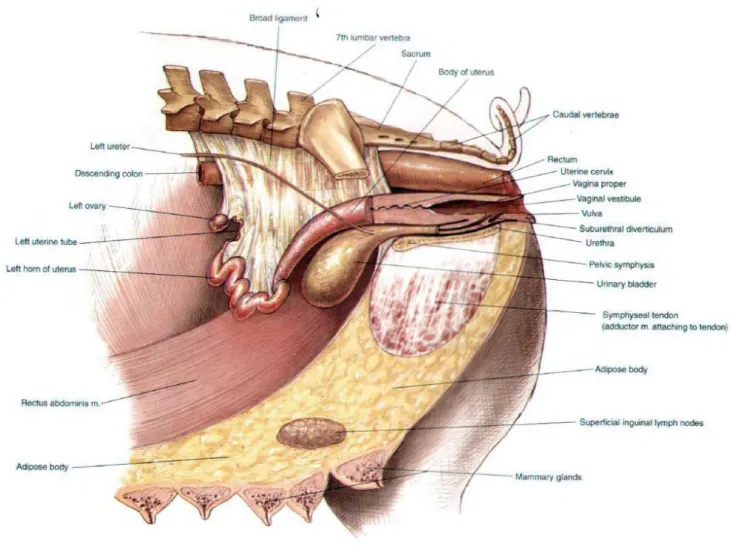 Figure 2: Anatomy of the reproductive tract of a sow and adjacent structures (adapted from  McCracken, Kainer &amp; Spurgeon, 1999)