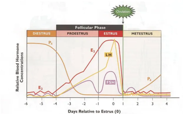 Figure 3: Phases of the estrous cycle and hormonal profiles (adapted from Senger, 1999)