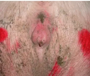 Figure 5: Vulva of gilt in proestrus, with obvious reddening and swelling. Original image