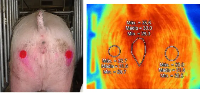 Figure 9: Comparison between a normal and a thermal image. 